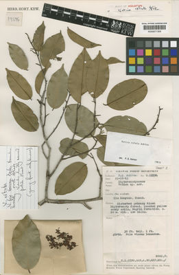 Kew Gardens K000671306:  Ashton, P.S. [S. 19594] Borneo