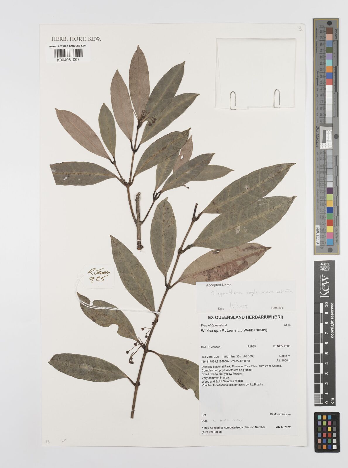Steganthera cooperorum