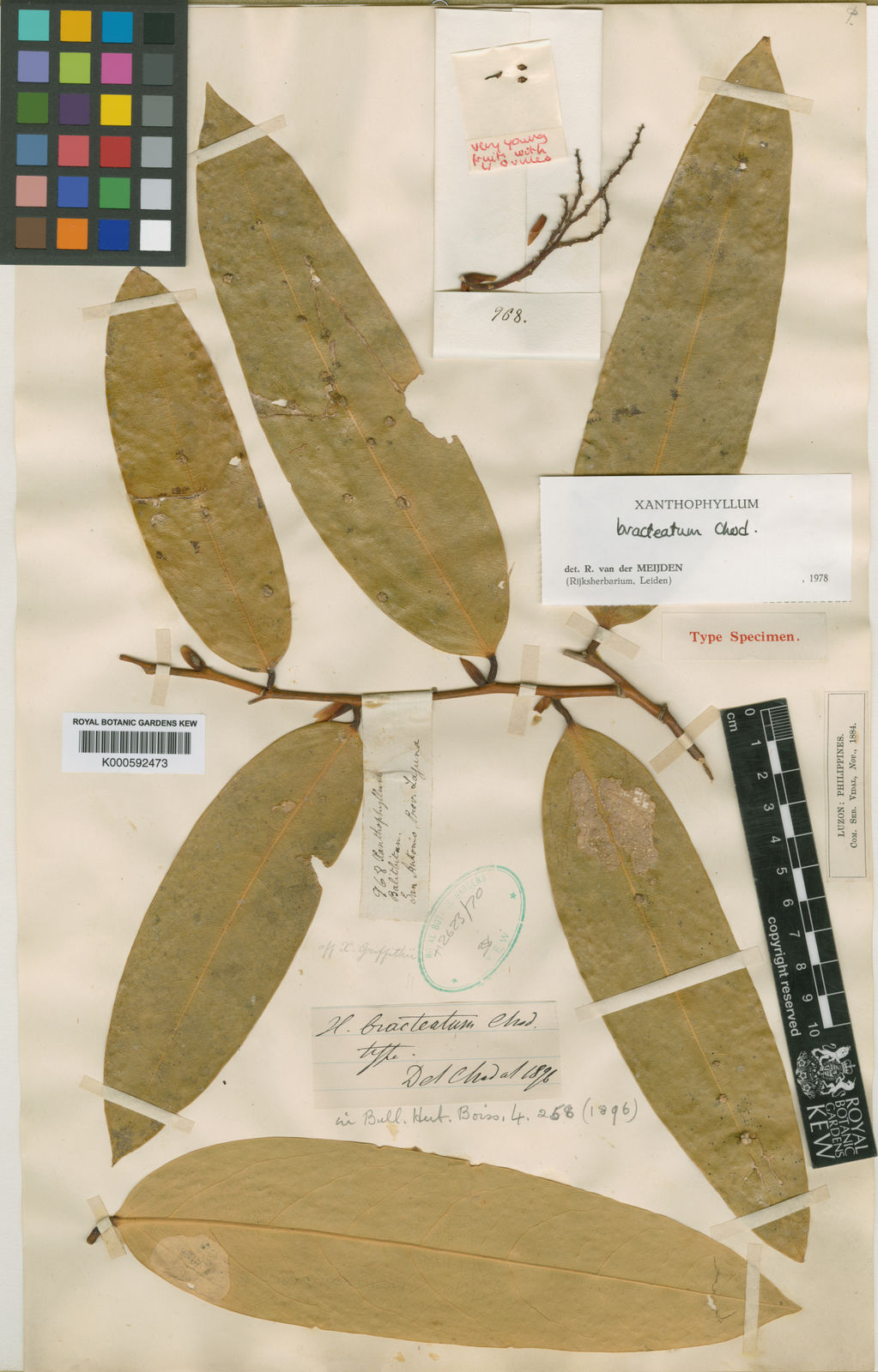 Xanthophyllum Bracteatum Chodat | Plants Of The World Online | Kew Science