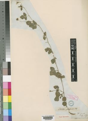 Kew Gardens K000263593:  Drege [s.n.] South Africa