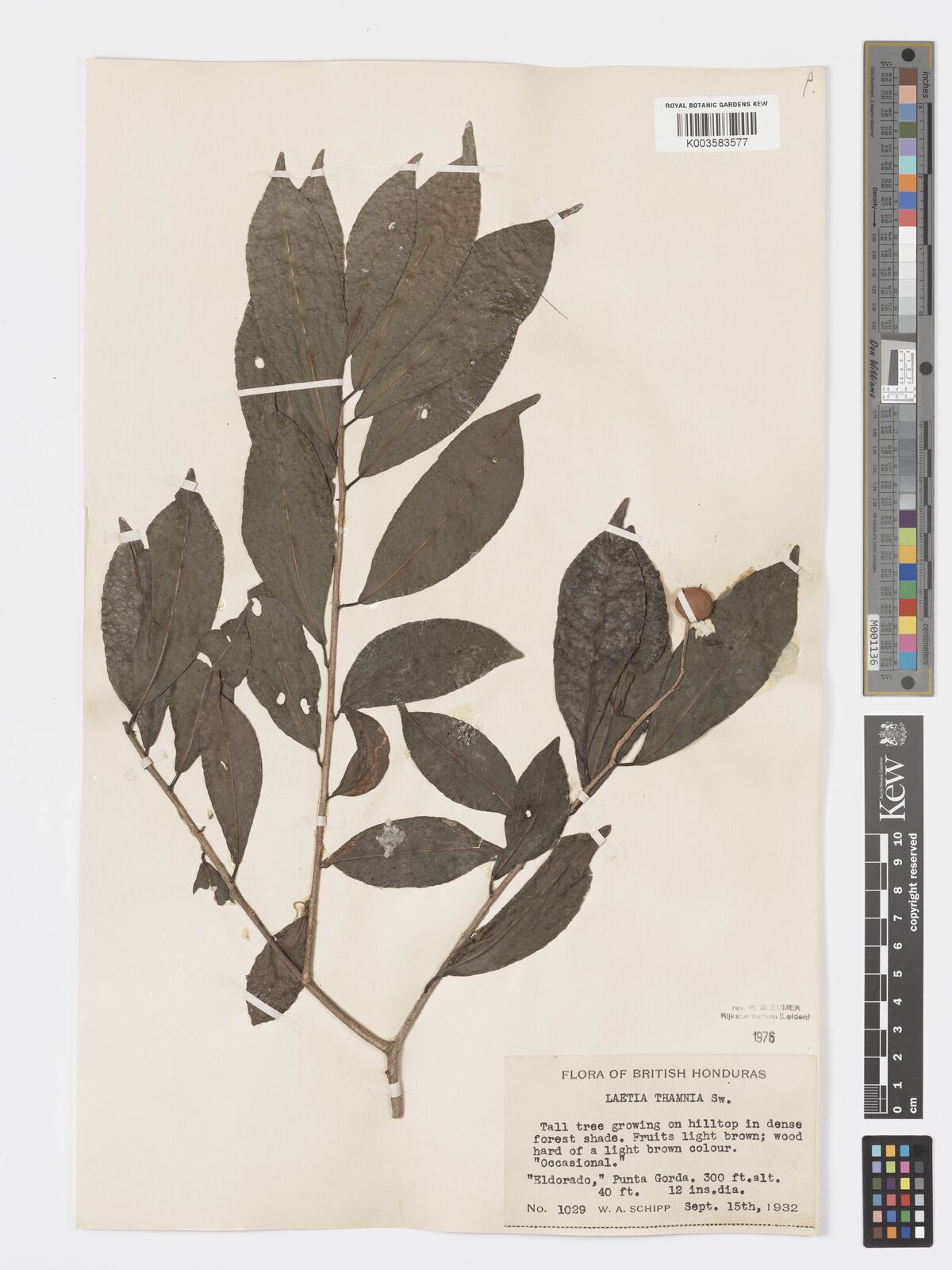 Laetia thamnia