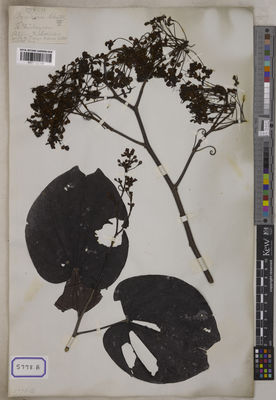 Kew Gardens K001122109:  s.coll. [Cat. no. 5778] Vietnam