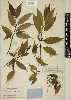 Kew Gardens K001050058:  Robinson, H.C. [s.n.] Malaysia