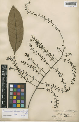 Kew Gardens K000657743:  Haviland, G.D. [2089] Malaysia