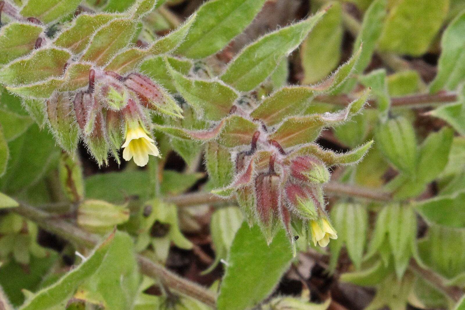 Nonea lutea