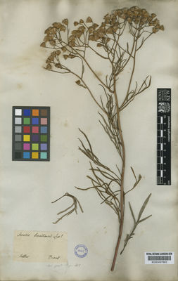 Kew Gardens K000497863:  Sellow [s.n.] Brazil