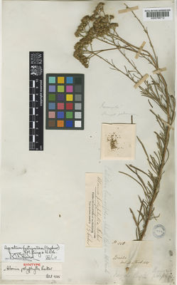 Kew Gardens K000768712:  s.coll. [535] Brazil