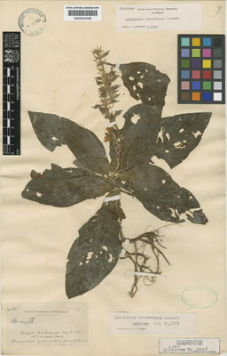 Kew Gardens K000534488:  Sprague, T.A. [601] Colombia