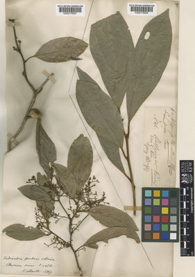 Kew Gardens K000778508:  s.coll. [s.n.] Australia