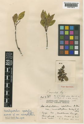 Kew Gardens K000739818:  White, C.T. [s.n.] Australia