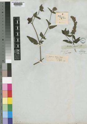 Kew Gardens K000378531:  Drege [s.n.] South Africa