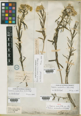 Kew Gardens K000357158:  Bauer, F. [s.n.] Australia