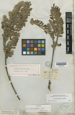 Kew Gardens K000530040:  Pohl [s.n.] Brazil