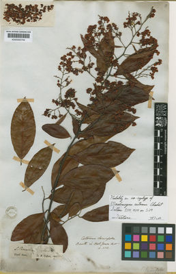 Kew Gardens K000555744:  Sellow [s.n.] Brazil