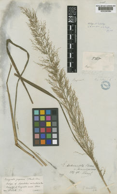 Kew Gardens K000290384:  Cuming, H. [545] Philippines