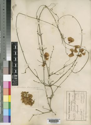 Kew Gardens K000263404:  Schweinfurth, G.; Riva, D. [1203] Ethiopia