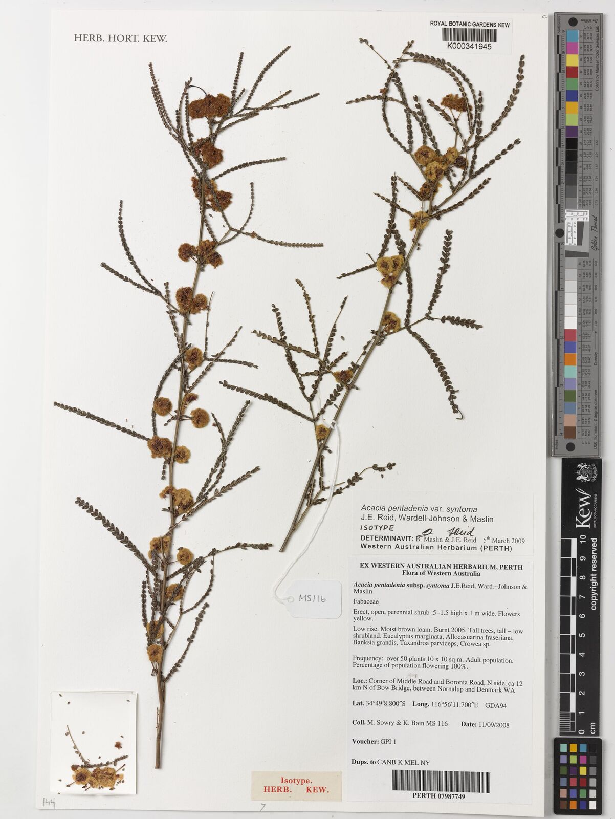 Kew Gardens K000341945:  Sowry, M.; Bain, K. [116] Australia