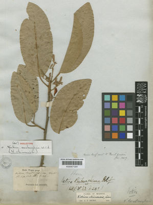 Kew Gardens K000671241:  s.coll. [2448] India