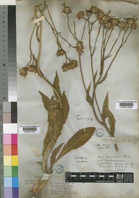 Kew Gardens K000377858:  Drege [s.n.] South Africa