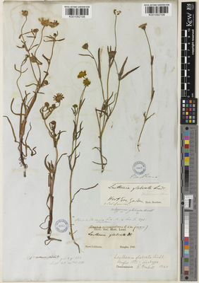 Kew Gardens K001092108:  Douglas, D. [s.n.] United States