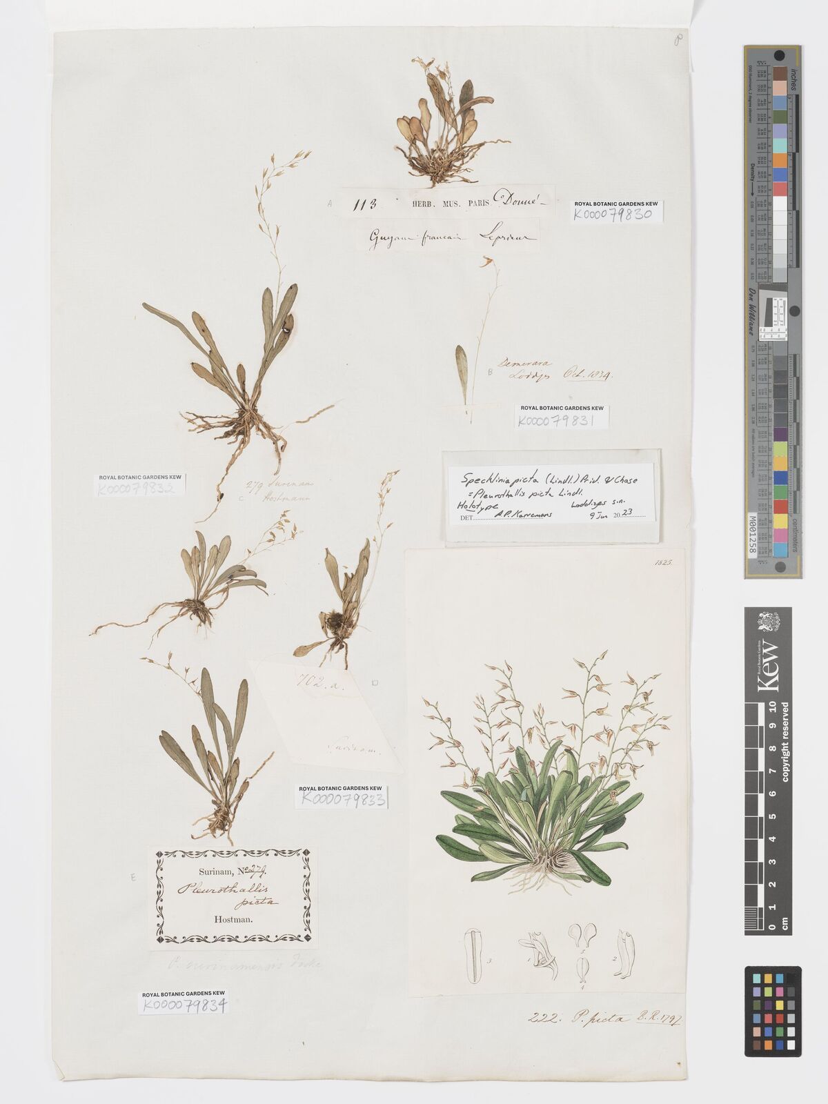 Kew Gardens K000079834:  unknown [702.a] Suriname