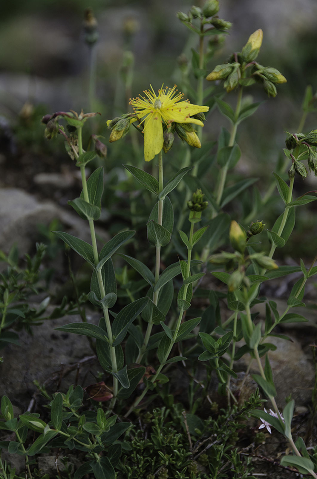 © copyright of the Board of Trustees of the Royal Botanic Gardens, Kew.