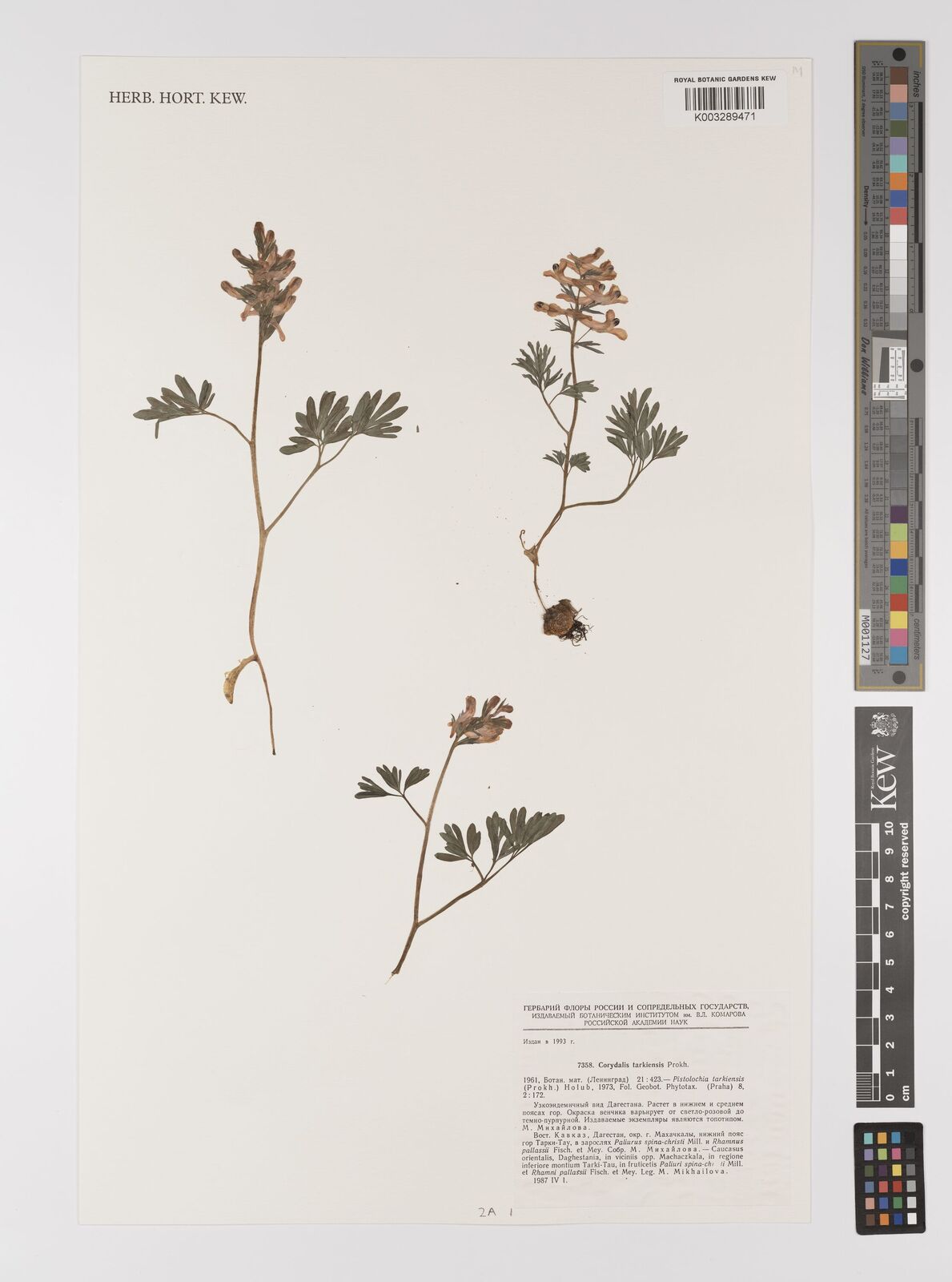 Corydalis tarkiensis