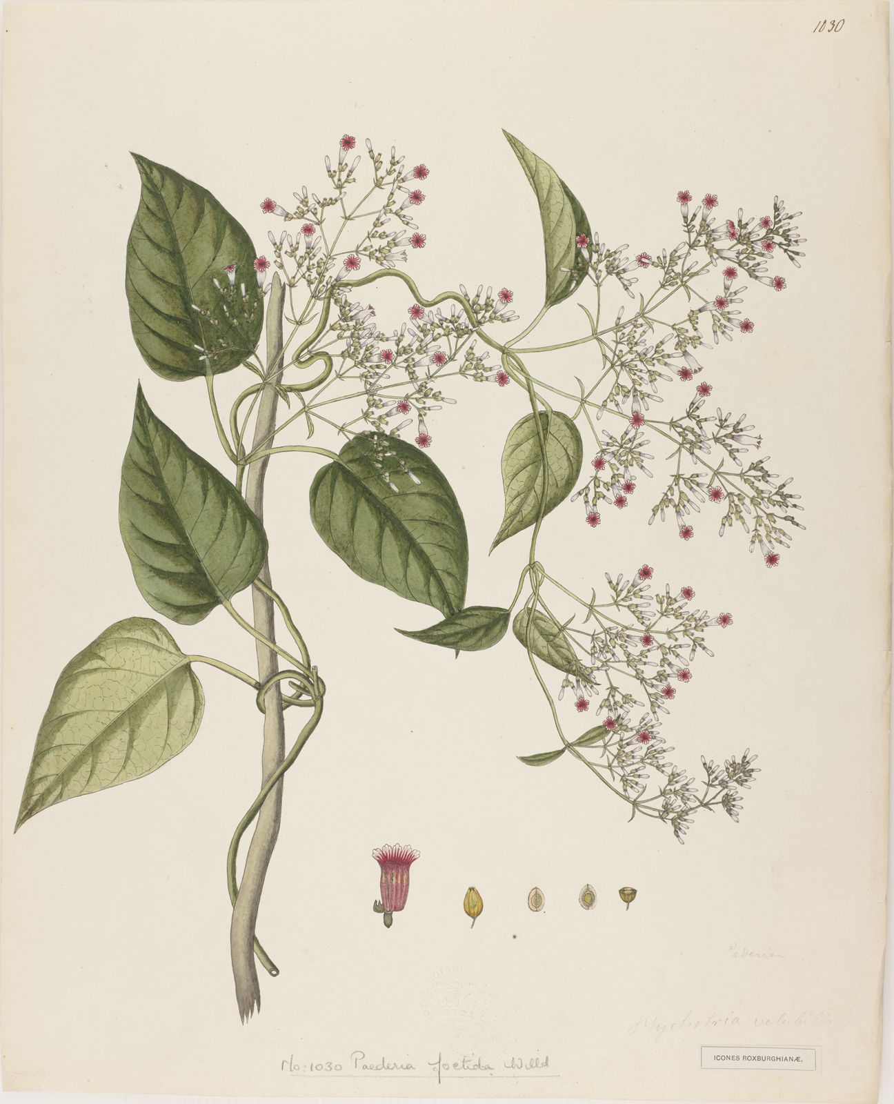 Paederia foetida L. | Plants of the World Online | Kew Science