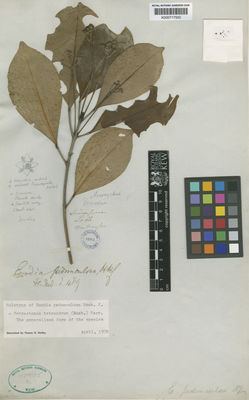 Kew Gardens K000717550:  Lobb, T. [s.n.] Singapore