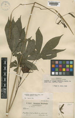 Kew Gardens K000220466:  Ule, E. [9411] Brazil