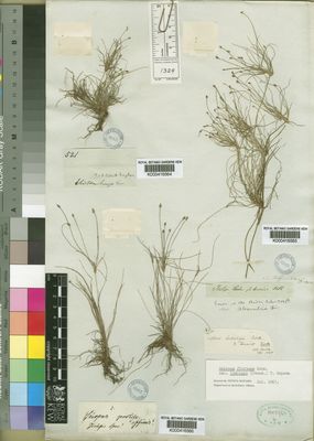 Kew Gardens K000416565:  Drege [s.n.] South Africa