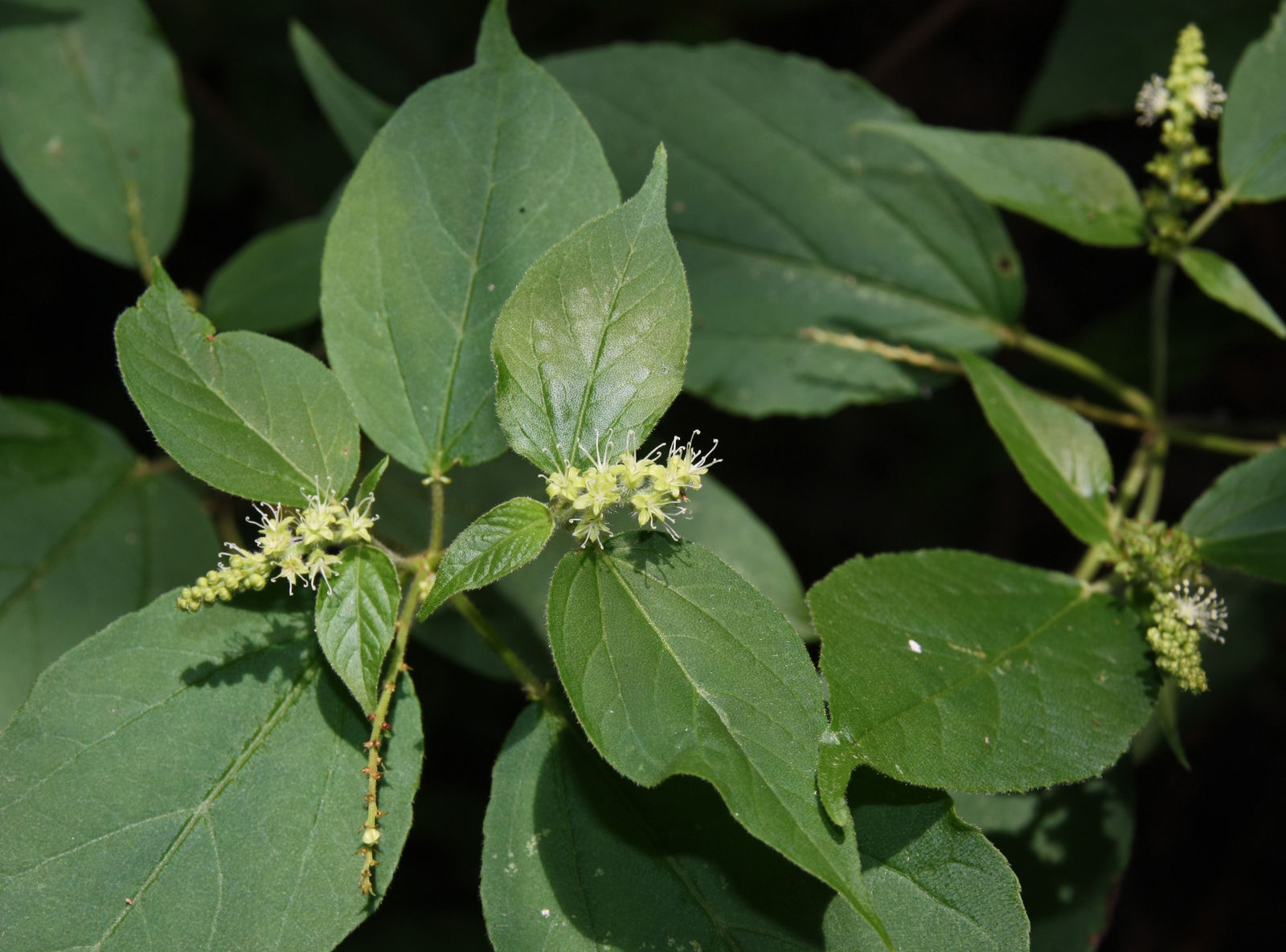 Croton tetradenius Baill. | Plants of the World Online | Kew Science