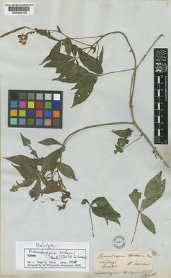 Kew Gardens K000220493:  Sinclair, A. [s.n.] Ecuador