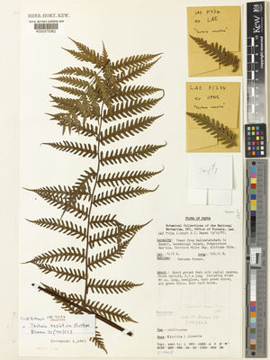 Kew Gardens K000375362:  Croft, J.R.; Marsh, J.I. [LAE71234] Papua New Guinea