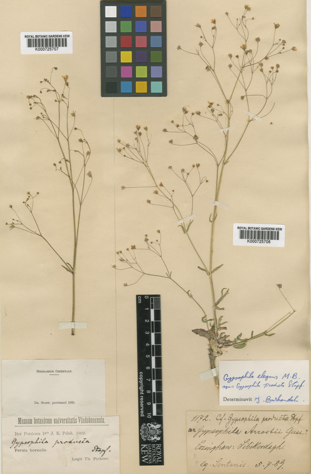 Gypsophila elegans M.Bieb. | Plants of the World Online | Kew Science