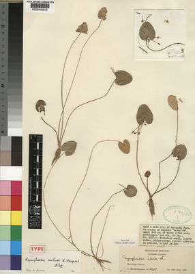 Kew Gardens K000418513:  Milne-Redhead, E. [4317] Zambia