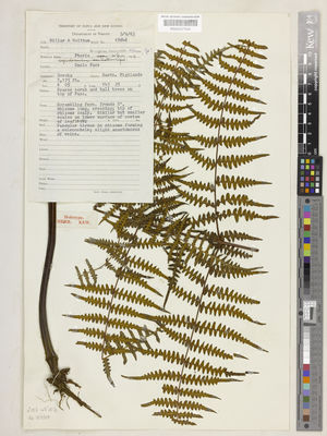 Kew Gardens K000537954:  Millar, A.; Holttum, R.E. [18646] Papua New Guinea