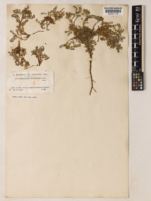 Kew Gardens K000511733:  Bourgeau, E. [1144] Spain