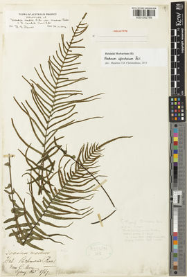 Kew Gardens K001092769:  Moore, C. [s.n.] Australia