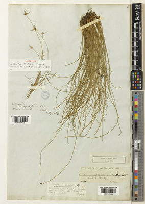 Kew Gardens K001067984:  Ball, J. [s.n.] Chile