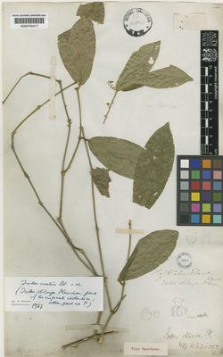 Kew Gardens K000700017:  s.coll. [s.n.] Malaysia