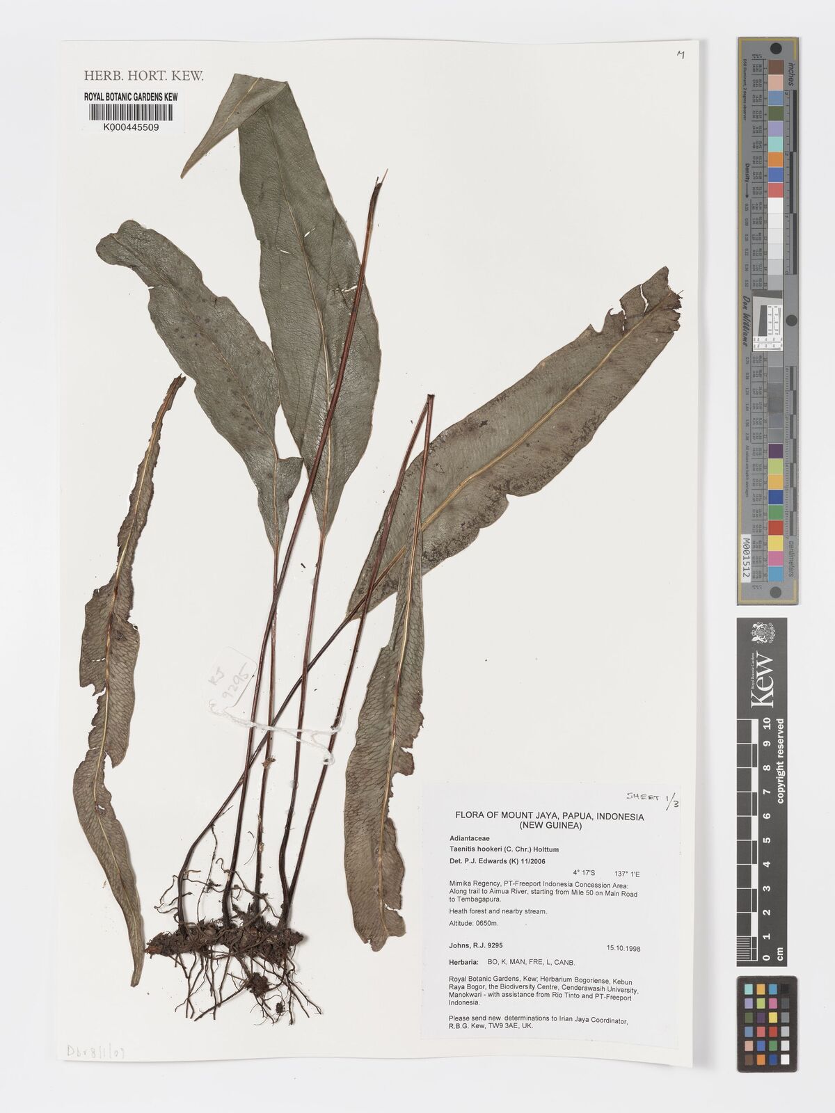Taenitis hookeri