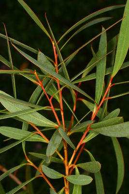 Eucalyptus moorei Maiden & Cambage | Plants of the World Online | Kew ...