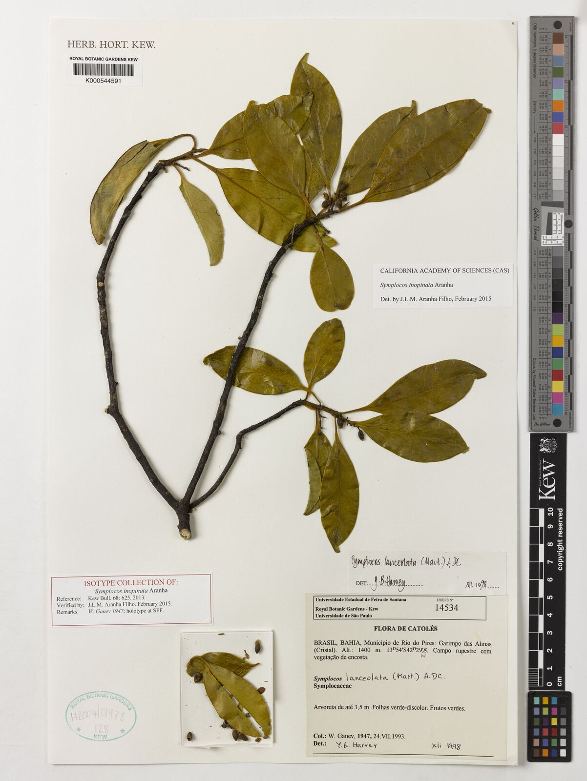 Kew Gardens K000544591:  Ganev, W. [1947] Brazil
