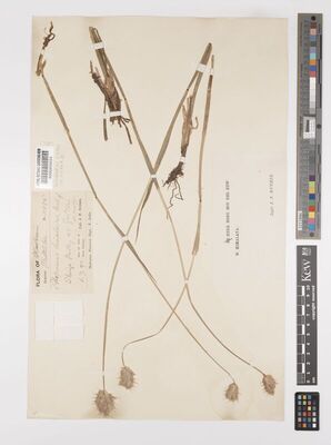 Kew Gardens K000458254:  Duthie, J.F. [11875] India