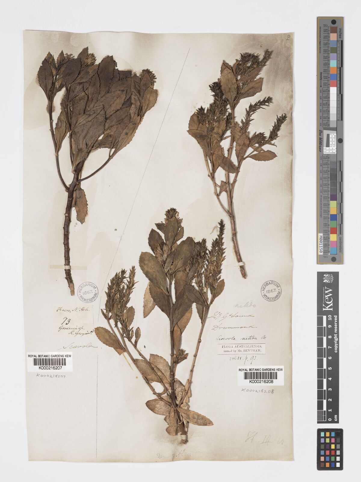 Kew Gardens K000216206:  Drummond J. [s.n.] Australia