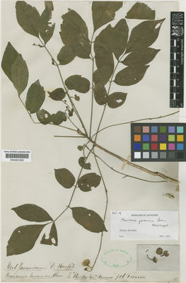 Kew Gardens K000651852:  Horsfield, T. [Mel.19] Indonesia