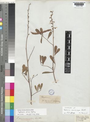 Kew Gardens K000217056:  Bynoe [s.n.] Australia