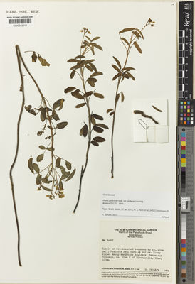 Kew Gardens K000543510:  Irwin, H.S.; Anderson, W.R.; Stieber, M.; Lee, E.Y.T. [34022] Brazil