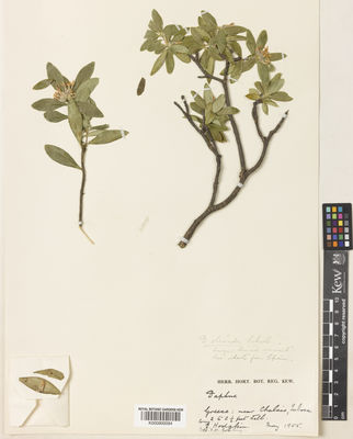 Kew Gardens K000900094:  Goulimy, C.N. [s.n.] Greece